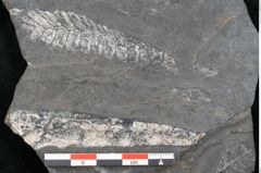 Foto (Detailansicht) von Plantae indet.  (NHMW-GEO-2024-0188-11201)